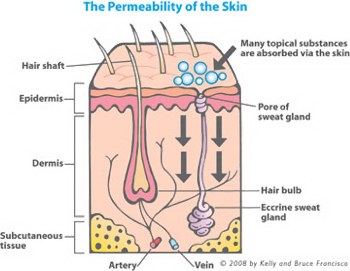 Skin permeability is a key factor in how toxic ingredients invade our bodies and cause toxic exposure.